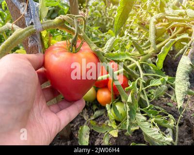 Hand beschäftigt in der saisonalen Gartenarbeit Kommissionierung frische reife Tomaten auf dem Bauernhof. Selektiver Fokus Stockfoto