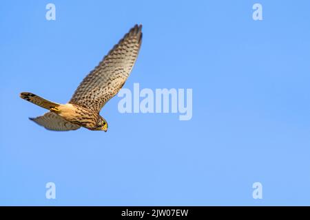 Gemeiner Turmfalke / Europäischer Turmfalke / Eurasischer Turmfalke (Falco tinnunculus) auf der Jagd und auf der Suche nach Beute unter dem Weibchen im Flug gegen den blauen Himmel Stockfoto