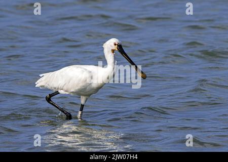 Eurasischer Löffler / gewöhnlicher Löffler (Platalea leucorodia) beringter/gebänderter Erwachsener, der im Spätsommer im flachen Wasser des Sees Futter einiht Stockfoto