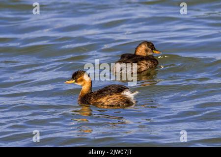 Zwei Zwergtaucher (Tachybaptus ruficollis / Podiceps ruficollis) im nicht-brütenden Gefieder, die im Spätsommer im See schwimmen Stockfoto