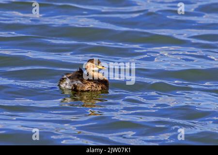 Zwergtaucher (Tachybaptus ruficollis / Podiceps ruficollis) im nicht-brütenden Gefieder, der im Spätsommer im See schwimmt Stockfoto