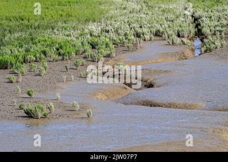 Gemeine Glaswürze / Sumpfsambir / Salzkraut (Salicornia europaea) Sukulente Kraut wächst im Spätsommer in intertidalen Salzwiesen / Salzwiesen Stockfoto