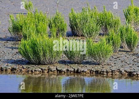 Gemeine Glaswürze / Sumpfsambir / Salzkraut (Salicornia europaea) Sukulente Kraut wächst im Spätsommer in intertidalen Salzwiesen / Salzwiesen Stockfoto