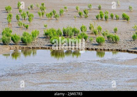 Gemeine Glaswürze / Sumpfsambir / Salzkraut (Salicornia europaea) Sukulente Kraut wächst im Spätsommer in intertidalen Salzwiesen / Salzwiesen Stockfoto
