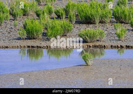 Gemeine Glaswürze / Sumpfsambir / Salzkraut (Salicornia europaea) Sukulente Kraut wächst im Spätsommer in intertidalen Salzwiesen / Salzwiesen Stockfoto