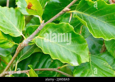 Buche (fagus sylvatica), Nahaufnahme eines einzelnen grünen Blattes auf einem Ast des gemeinsamen Baumes. Stockfoto