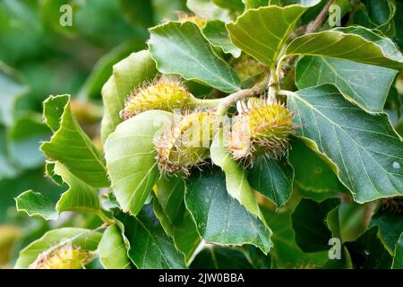Buche (fagus sylvatica), Nahaufnahme eines Astes mit Früchten oder Buchennussdärmen, der zwischen den grünen Blättern des gemeinen Baumes wächst. Stockfoto