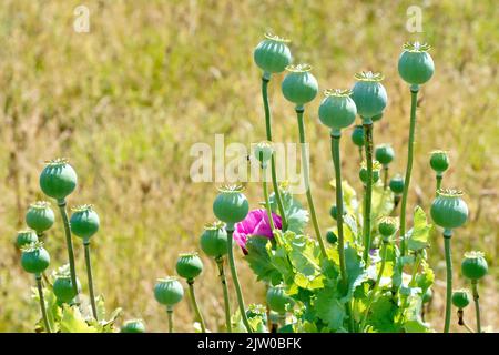 Opiummohn (papaver somniferum), Nahaufnahme mit einer Masse frischer grüner Samenschoten, die in der Sonne reifen. Stockfoto