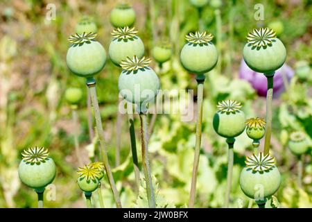 Opiummohn (papaver somniferum), Nahaufnahme mit mehreren großen, frischen grünen Samenschoten oder Kapseln, die in der Sonne reifen. Stockfoto