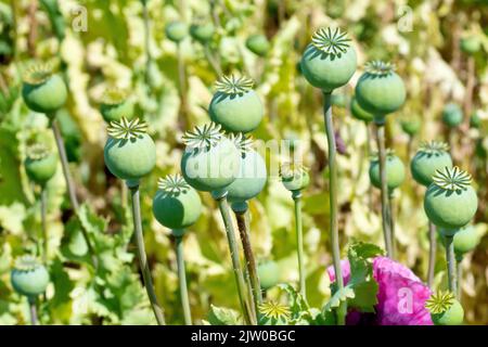 Opiummohn (papaver somniferum), Nahaufnahme mit einer Masse frischer grüner Samenschoten, die in der Sonne reifen. Stockfoto