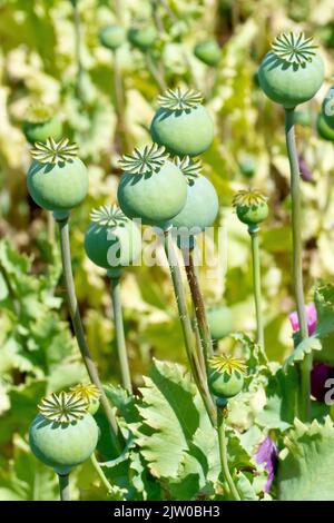 Opiummohn (papaver somniferum), Nahaufnahme mit mehreren großen, frischen grünen Samenschoten oder Kapseln, die in der Sonne reifen. Stockfoto