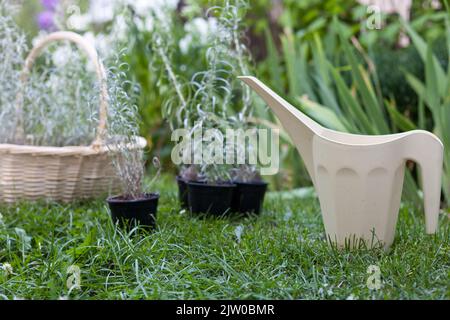 Helichrysum blüht im Garten zum Pflanzen. Helle Pflanze für die Kräutermedizin. Heilkraut. Stockfoto