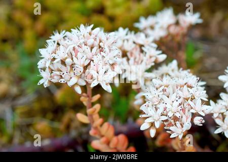 White Stonecrop (sedum Album), Nahaufnahme von ein paar kleinen Haufen weißer Blumen, die auf einem Stück rauem Boden wachsen. Stockfoto