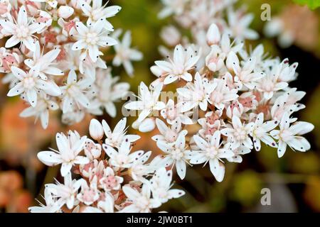 White Stonecrop (Sedum Album), Nahaufnahme eines kleinen Clusters weißer Blüten mit begrenzter Schärfentiefe. Stockfoto