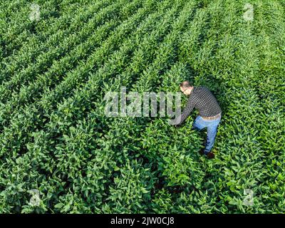 Agronom untersucht Sojabohnenpflanzen, die auf dem Feld wachsen. Agrarproduktionskonzept. Junger Agronom untersucht Sojabohnenernte auf dem Feld Stockfoto