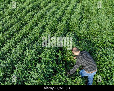 Agronom untersucht Sojabohnenpflanzen, die auf dem Feld wachsen. Agrarproduktionskonzept. Junger Agronom untersucht Sojabohnenernte auf dem Feld Stockfoto