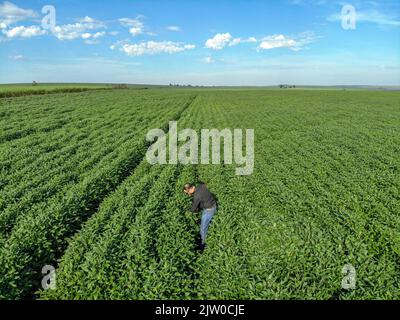 Agronom untersucht Sojabohnenpflanzen, die auf dem Feld wachsen. Agrarproduktionskonzept. Junger Agronom untersucht Sojabohnenernte auf dem Feld Stockfoto