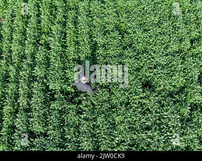 Agronom untersucht Sojabohnenpflanzen, die auf dem Feld wachsen. Agrarproduktionskonzept. Junger Agronom untersucht Sojabohnenernte auf dem Feld Stockfoto