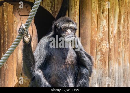 Spinnenaffen sind New World Affen, die zur Gattung Ateles gehören, Teil der Unterfamilie Atelinae, Familie Atelidae Stockfoto