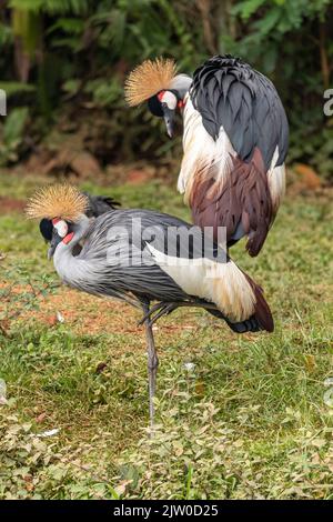 Ein Paar von Black-gekrönten Kranich - Balearica pavonina Stockfoto