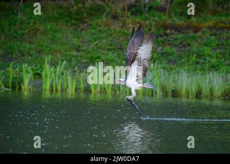 Fischadler, Pandion halieus, im Flug vor einem Hintergrund von Bäumen mit gefangenen Fischen Stockfoto