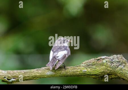 Männlicher Rattenfänger, Ficedula hypoleuca, thront auf einem Zweig mit Insekten, um im Frühjahr Küken zu füttern. Stockfoto