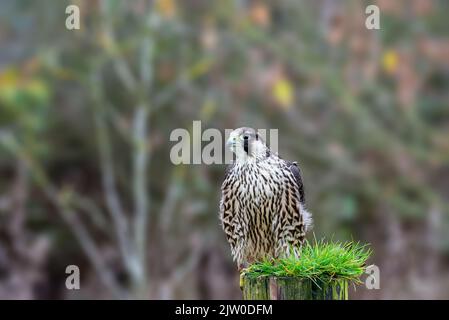 Gefangener Peregrin-Falke auf einem Zaunpfosten. Falconiformes, Falconidae, Falco, Falco Peregrinus Stockfoto