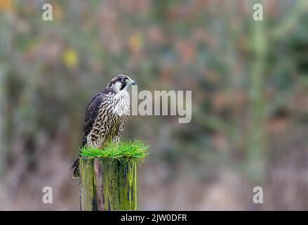 Gefangener Peregrin-Falke auf einem Zaunpfosten. Falconiformes, Falconidae, Falco, Falco Peregrinus Stockfoto