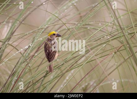 baya Weaver ist ein Weaverbird, der auf dem indischen Subkontinent und Südostasien gefunden wird. Stockfoto