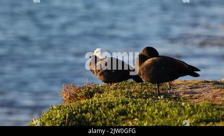 Ein Paar Paradise Shelduck (Tadorna variegata), die auf einem Gras mit einem verschwommenen Wasserhintergrund thront Stockfoto