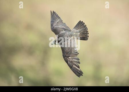 Lanner Falcon (Falco biarmicus) im Flug (C) West Yorkshire, England, Großbritannien Stockfoto