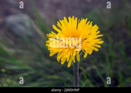 Scorzoneroides autumnalis, gemeinhin als Herbstfalke bezeichnet, ist eine mehrjährige Kräuterpflanze, die in ihrem heimischen Bereich in Eurasien weit verbreitet ist Stockfoto