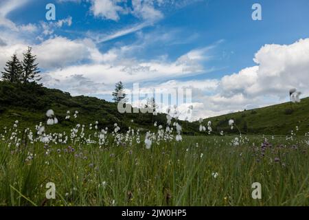 Eriophorum latifolium, allgemein bekannt als breitblättrige Moor-Baumwolle und breitblättrige Baumwollgras, ist eine blühende Pflanze, die zur Familie gehört Stockfoto