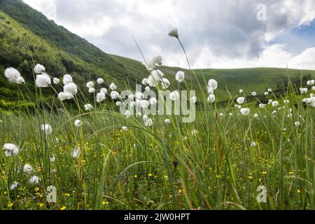 Eriophorum latifolium, allgemein bekannt als breitblättrige Moor-Baumwolle und breitblättrige Baumwollgras, ist eine blühende Pflanze, die zur Familie gehört Stockfoto