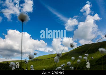 Eriophorum latifolium, allgemein bekannt als breitblättrige Moor-Baumwolle und breitblättrige Baumwollgras, ist eine blühende Pflanze, die zur Familie gehört Stockfoto