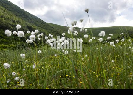 Eriophorum latifolium, allgemein bekannt als breitblättrige Moor-Baumwolle und breitblättrige Baumwollgras, ist eine blühende Pflanze, die zur Familie gehört Stockfoto