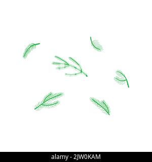 Doodle grüne Nadeltanne, Kiefernzweige und Zweige isoliert auf weißem Hintergrund. Stock Vektor
