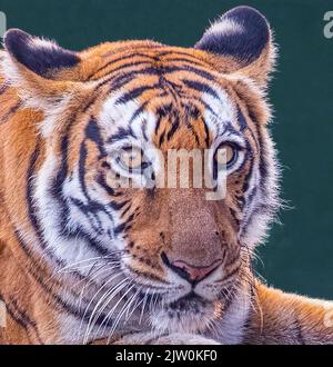 Ein bengalischer Tiger blickt mit weit geöffneten Augen in die Kamera Stockfoto