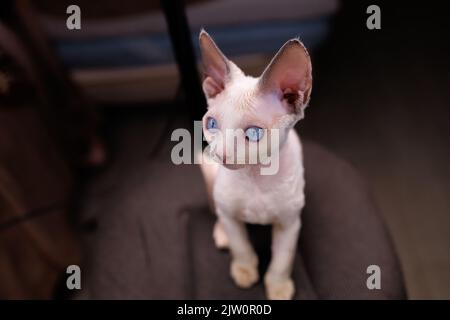 Ein kurzhaariger Devon Rex Kätzchen sitzt auf einem Stuhl und blickt mit blauen Augen nach vorne Stockfoto