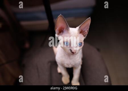 Ein kurzhaariger Devon Rex Kätzchen sitzt auf einem Stuhl und blickt mit blauen Augen nach vorne Stockfoto