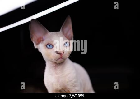 Lustige weiße Kätzchen mit erstaunlichen Augen sieht aus Stockfoto