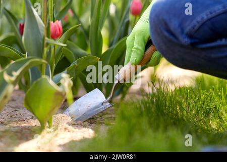 Mann mit dem Baumscheren, der sich im Garten um Blumen kümmert Stockfoto