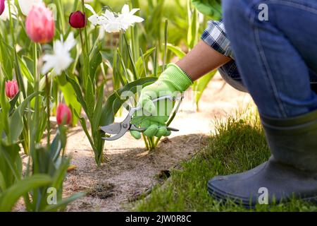 Mann mit dem Baumscheren, der sich im Garten um Blumen kümmert Stockfoto
