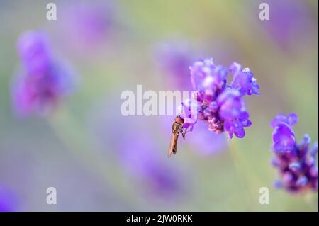 Schwebfliege sitzt auf einer Lavendel / lavendula Blume Fütterung von Pollen mit einem weichen Bokeh hinter der Fliege zeigt grün und lila von anderen Blumen Stockfoto