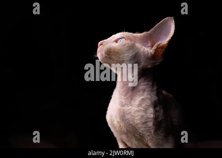 Das wunderschöne Devon Rex Kätzchen sitzt auf einem schwarzen Hintergrund zur Seite schauend Stockfoto