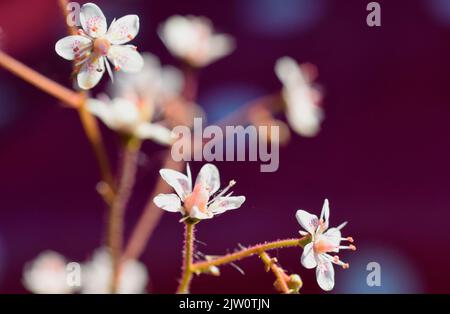 die londoner Saxifrage Stockfoto