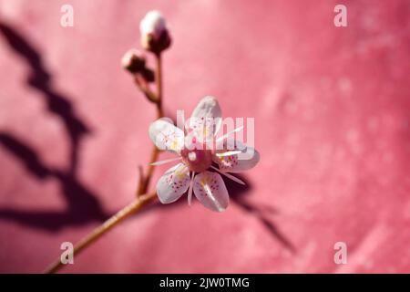 die londoner Saxifrage Stockfoto