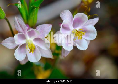 Akelei Blumen Stockfoto