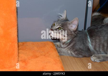 Kleines graues Kätzchen mit einem orangefarbenen Kratzpfosten. Stockfoto