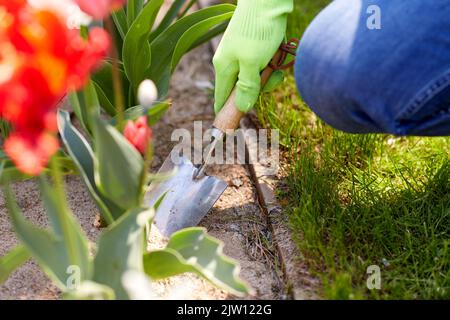 Mann mit dem Baumscheren, der sich im Garten um Blumen kümmert Stockfoto